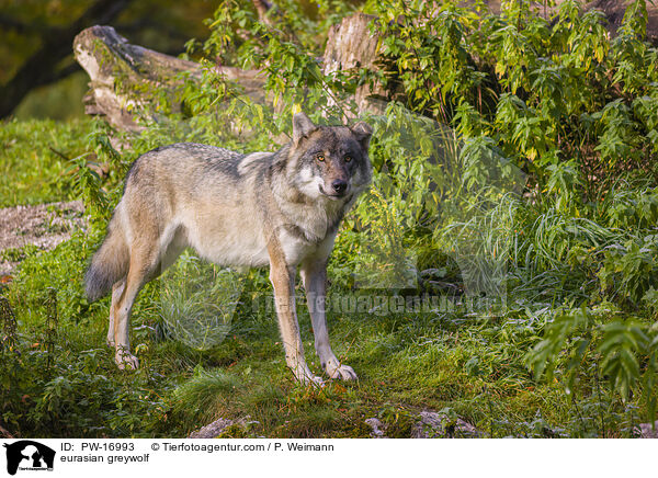 Eurasischer Grauwolf / eurasian greywolf / PW-16993