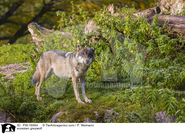 Eurasischer Grauwolf / eurasian greywolf / PW-16994