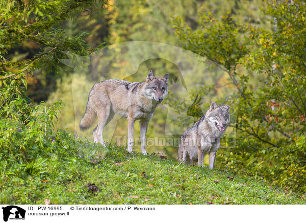 Eurasischer Grauwolf / eurasian greywolf / PW-16995