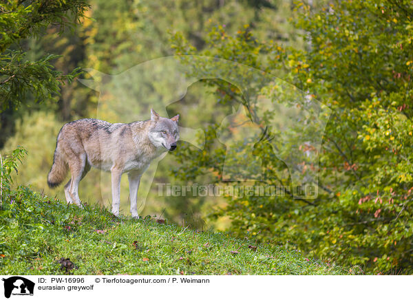 Eurasischer Grauwolf / eurasian greywolf / PW-16996