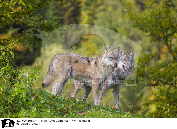 Eurasischer Grauwolf / eurasian greywolf / PW-16997