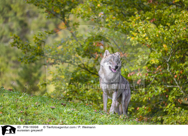 Eurasischer Grauwolf / eurasian greywolf / PW-16998