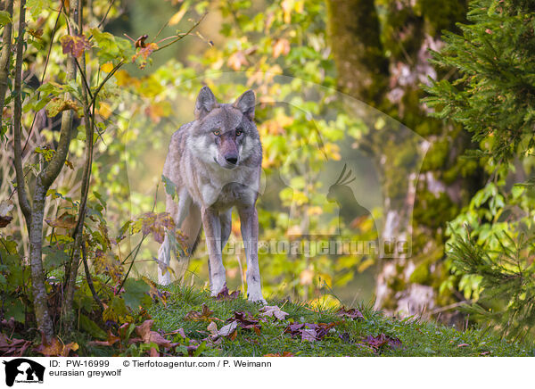 Eurasischer Grauwolf / eurasian greywolf / PW-16999