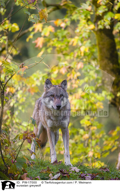 Eurasischer Grauwolf / eurasian greywolf / PW-17000