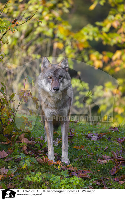 Eurasischer Grauwolf / eurasian greywolf / PW-17001