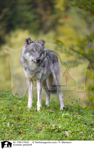 Eurasischer Grauwolf / eurasian greywolf / PW-17002
