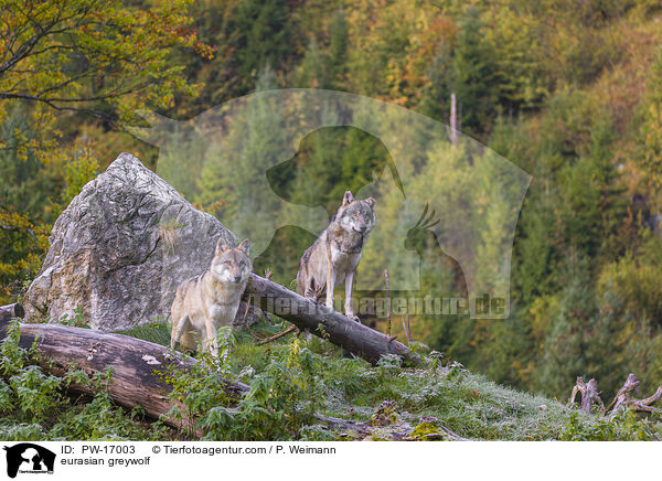 Eurasischer Grauwolf / eurasian greywolf / PW-17003