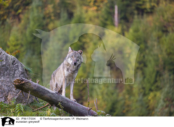 Eurasischer Grauwolf / eurasian greywolf / PW-17004
