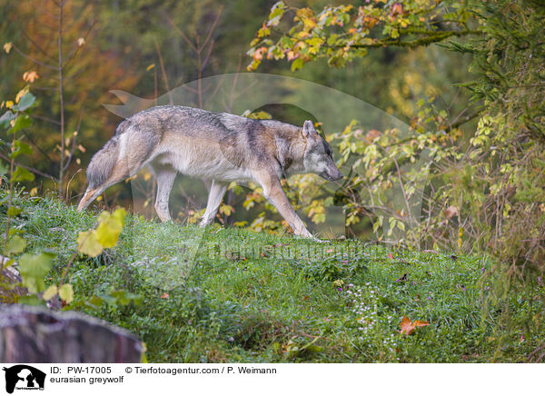 Eurasischer Grauwolf / eurasian greywolf / PW-17005