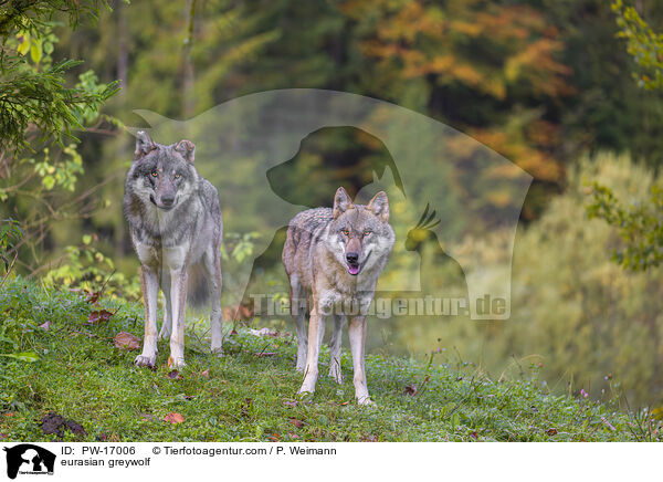 Eurasischer Grauwolf / eurasian greywolf / PW-17006