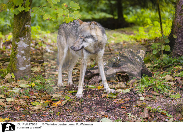 Eurasischer Grauwolf / eurasian greywolf / PW-17008