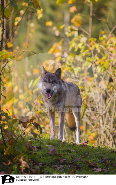 Eurasischer Grauwolf / eurasian greywolf / PW-17011