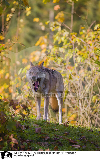 Eurasischer Grauwolf / eurasian greywolf / PW-17012
