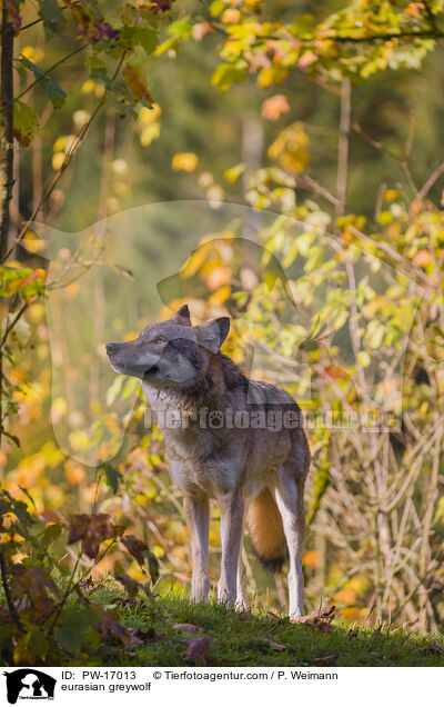 Eurasischer Grauwolf / eurasian greywolf / PW-17013
