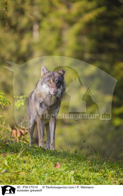 eurasian greywolf / PW-17014