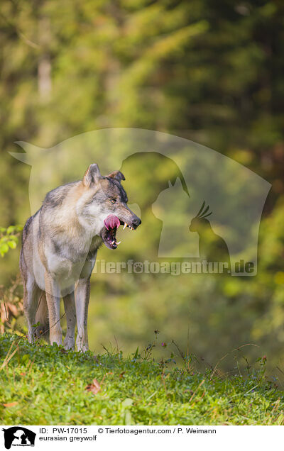 Eurasischer Grauwolf / eurasian greywolf / PW-17015