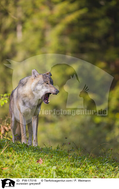 Eurasischer Grauwolf / eurasian greywolf / PW-17016