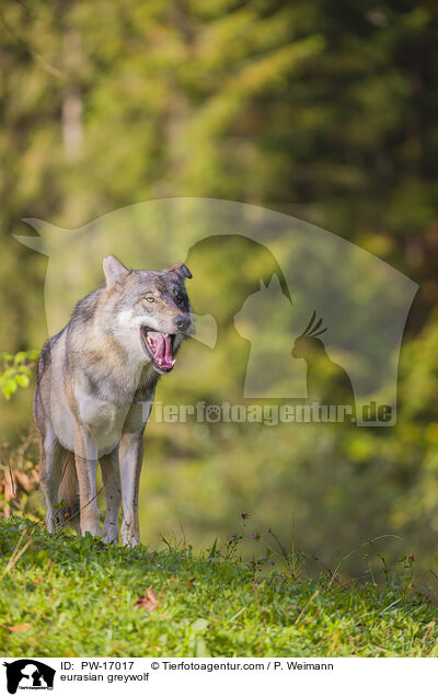 Eurasischer Grauwolf / eurasian greywolf / PW-17017