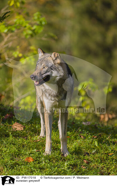 Eurasischer Grauwolf / eurasian greywolf / PW-17018