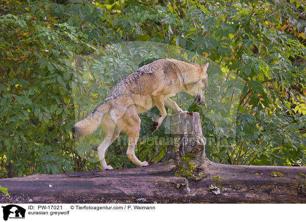 Eurasischer Grauwolf / eurasian greywolf / PW-17021