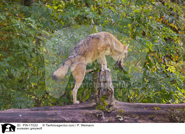 eurasian greywolf / PW-17022