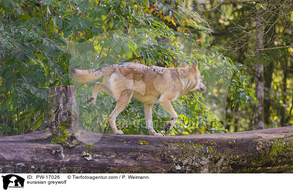 Eurasischer Grauwolf / eurasian greywolf / PW-17026