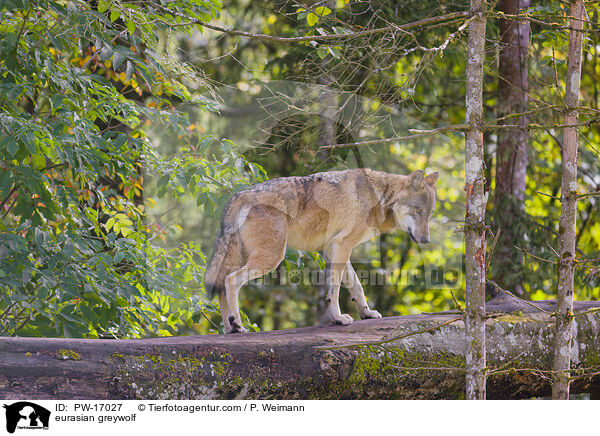 Eurasischer Grauwolf / eurasian greywolf / PW-17027