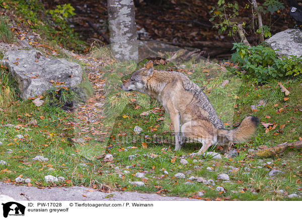 Eurasischer Grauwolf / eurasian greywolf / PW-17028