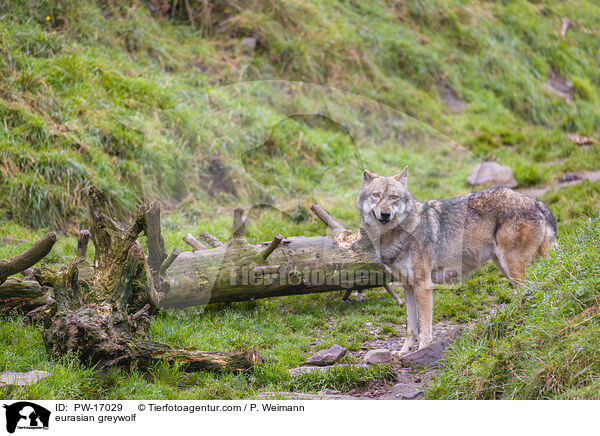 Eurasischer Grauwolf / eurasian greywolf / PW-17029