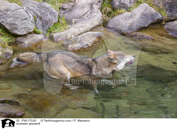 Eurasischer Grauwolf / eurasian greywolf / PW-17030
