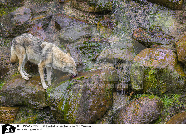 Eurasischer Grauwolf / eurasian greywolf / PW-17032
