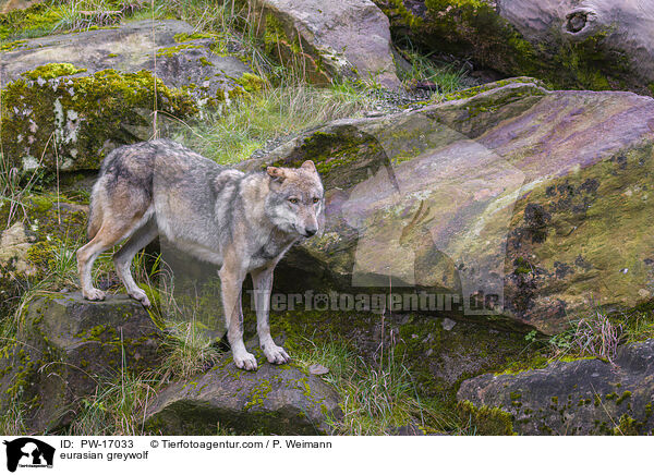 Eurasischer Grauwolf / eurasian greywolf / PW-17033
