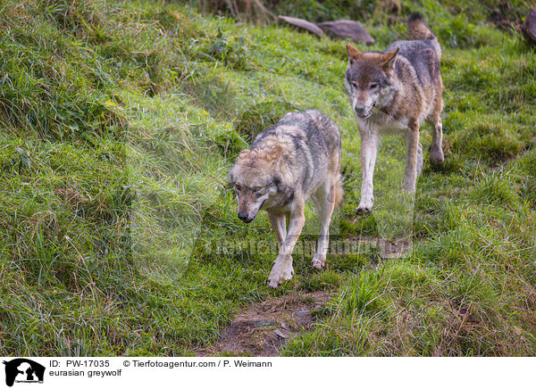 Eurasischer Grauwolf / eurasian greywolf / PW-17035