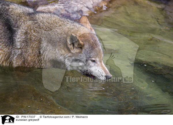 Eurasischer Grauwolf / eurasian greywolf / PW-17037