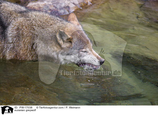 eurasian greywolf / PW-17038
