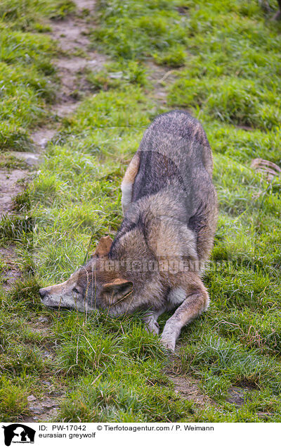 Eurasischer Grauwolf / eurasian greywolf / PW-17042