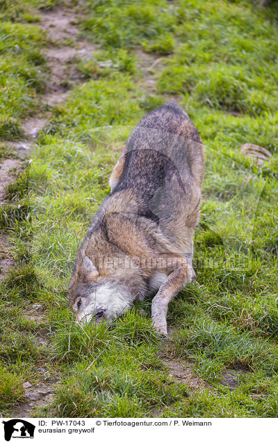 Eurasischer Grauwolf / eurasian greywolf / PW-17043