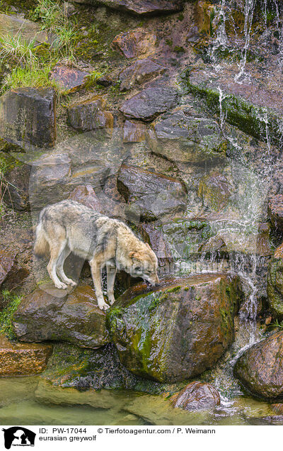 Eurasischer Grauwolf / eurasian greywolf / PW-17044