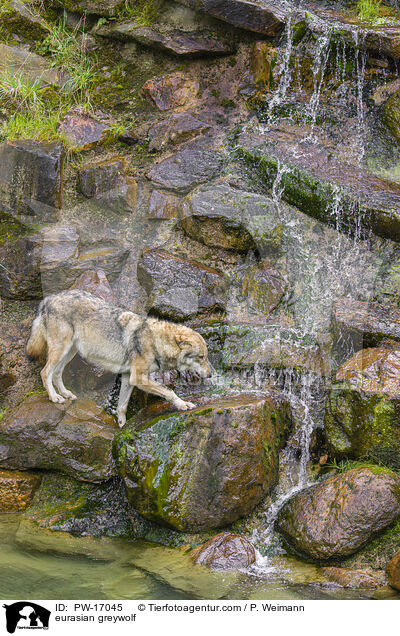 eurasian greywolf / PW-17045