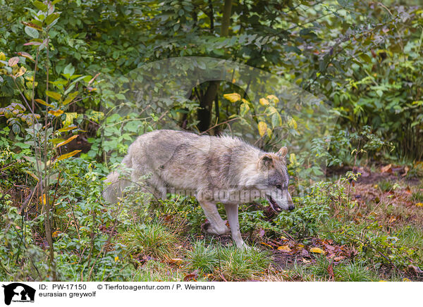 Eurasischer Grauwolf / eurasian greywolf / PW-17150