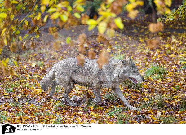 Eurasischer Grauwolf / eurasian greywolf / PW-17152