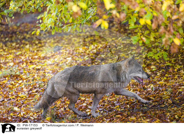 Eurasischer Grauwolf / eurasian greywolf / PW-17153