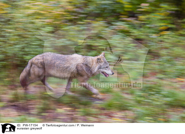 eurasian greywolf / PW-17154