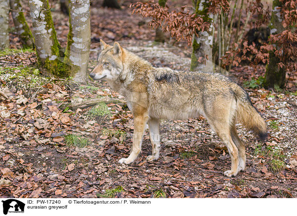 eurasian greywolf / PW-17240