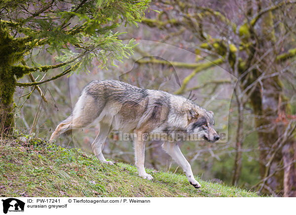 eurasian greywolf / PW-17241
