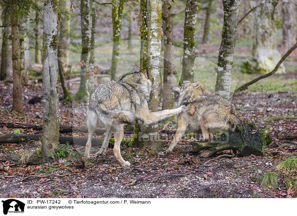 eurasian greywolves / PW-17242