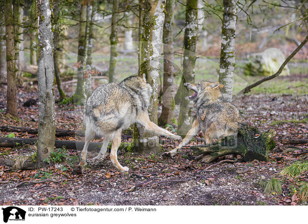eurasian greywolves / PW-17243