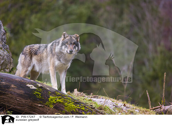 eurasian greywolf / PW-17247