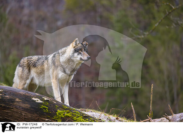 Eurasischer Grauwolf / eurasian greywolf / PW-17248