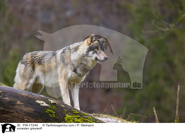Eurasischer Grauwolf / eurasian greywolf / PW-17249